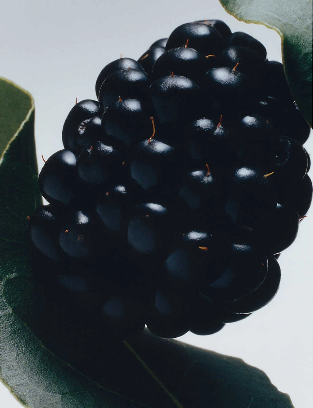 Blackberry & Bay Cologne 30ml 2 Blackberry & Bay Cologne 30ml - Image 2