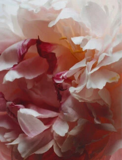 Peony & Blush Suede Car Diffuser Cartridge -Kurtgeiger Store R03695080 ALT02